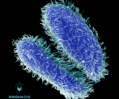 900 Contoh Gambar Hewan Protozoa Gratis Terbaru