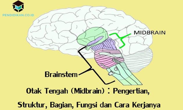 Otak Tengah (Midbrain) : Pengertian, Struktur, Bagian, Fungsi dan Cara Kerjanya