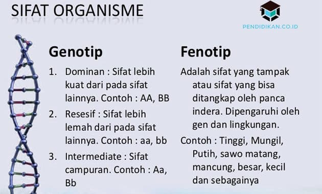 Pengertian Fenotipe dan Genotipe, Konsep & Perbedaannya