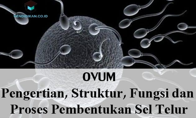 Ovum: Pengertian, Struktur, Fungsi dan Proses Pembentukan Sel Telur