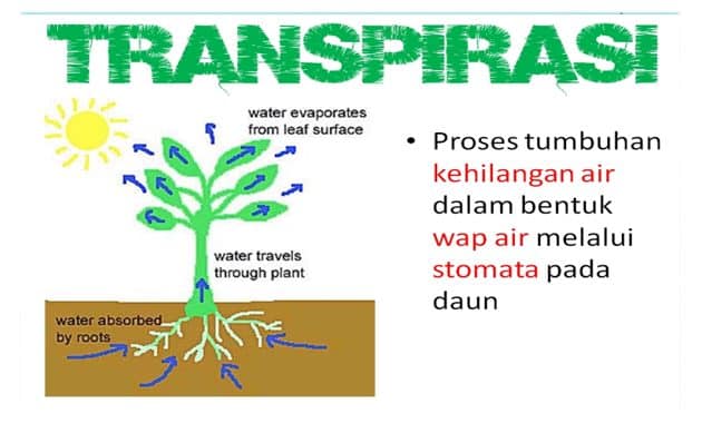 transpirasi