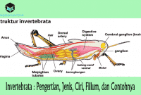 Invertebrata : Pengertian, Jenis, Ciri, Fillum, dan Contohnya