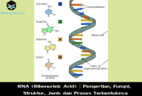 RNA (Ribonucleic Acid) : Pengertian, Fungsi, Struktur, Jenis dan Proses Terbentuknya