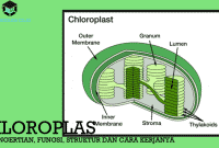 Pengertian Kloroplas, Fungsi, Struktur dan Cara Kerjanya