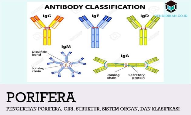 Pengertian Antibodi, Sifat, Fungsi, Struktur dan Jenisnya