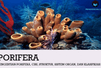 Pengertian Porifera, Ciri, Struktur, Sistem Organ, dan Klasifikasi