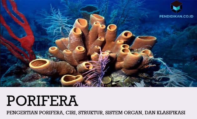 Pengertian Porifera, Ciri, Struktur, Sistem Organ, dan Klasifikasi