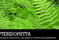Pengertian-Pteridophyta