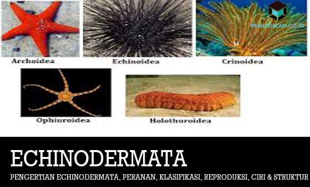 Pengertian Echinodermata, Peranan, Klasifikasi, Reproduksi, Ciri dan Struktur