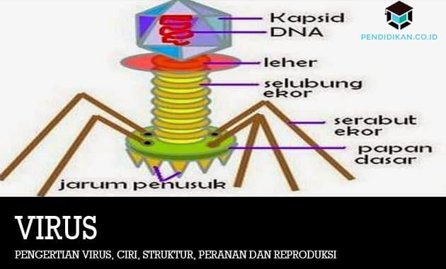 Pengertian Virus, Ciri, Struktur, Peranan dan Reproduksi