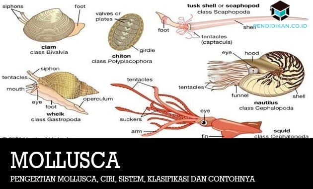 Pengertian Mollusca, Ciri, Sistem, Klasifikasi dan Contohnya