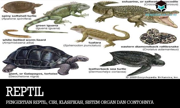 Pengertian Reptil, Ciri, Klasifikasi, Sistem Organ dan Contohnya