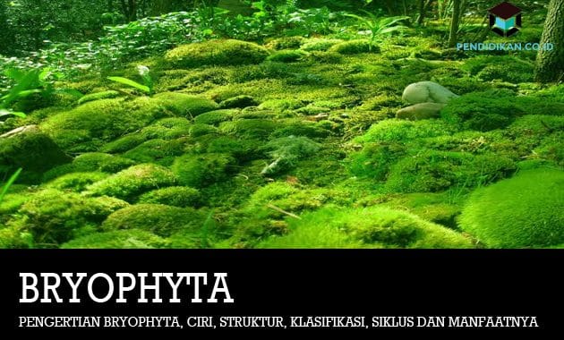 Pengertian Bryophyta, Ciri, Struktur, Klasifikasi, Siklus dan Manfaatnya