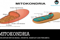 Pengertian Mitokondria, Struktur, Manfaat dan Fungsinya