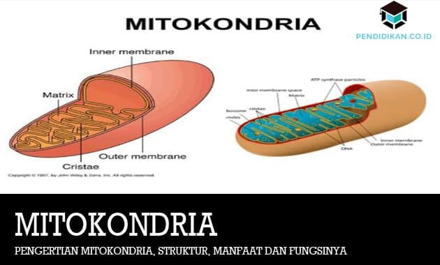 Pengertian Mitokondria, Struktur, Manfaat dan Fungsinya