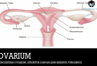 Pengertian Ovarium, Struktur dan Bagian Beserta Fungsinya