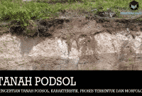 Pengertian Tanah Podsol, Karakteristik, Proses Terbentuk dan Morfologi