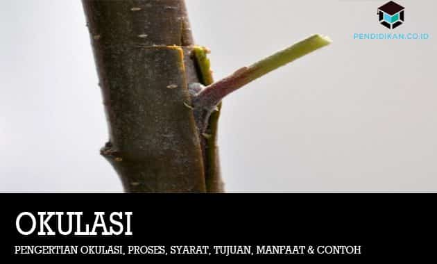 Menempelkan tanaman akan pada disebut sejenis dengan induk batang pembudidayaan tanaman tunas cara dijadikan yang Okulasi ;