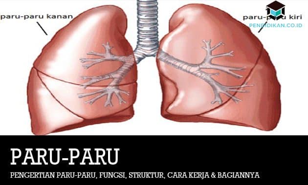 Disebut tipis selaput paru paru dilindungi oleh yang Roberto Labatar