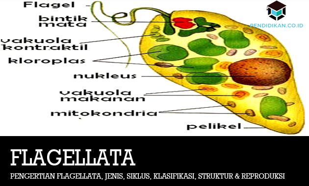Pengertian Flagellata, Jenis, Siklus, Klasifikasi, Struktur & Reproduksi