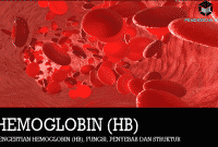 Pengertian Hemoglobin (Hb), Fungsi, Penyebab dan Struktur