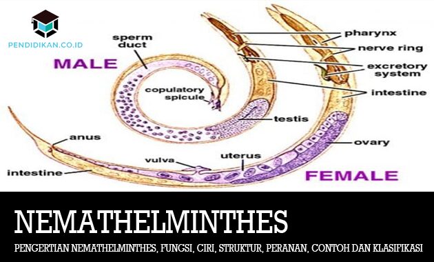 klassifikasi dan contoh nemathelminthes
