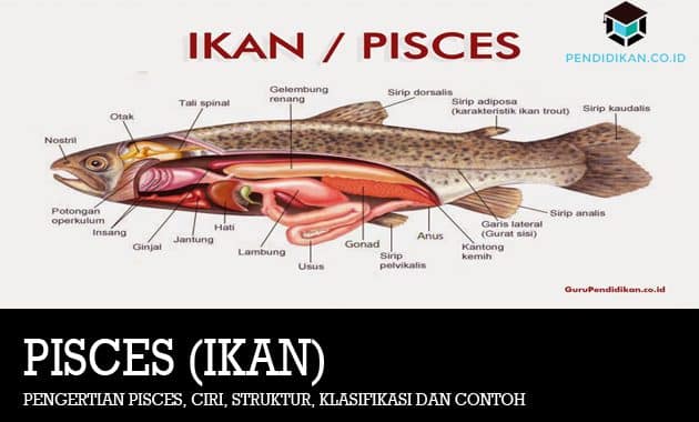 Pengertian Pisces, Ciri, Struktur, Klasifikasi dan Contoh