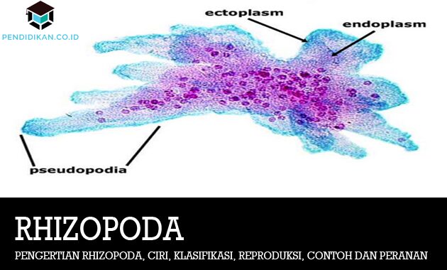 Di bawah ini yang tergolong ke dalam jenis kelompok sporozoa ialah