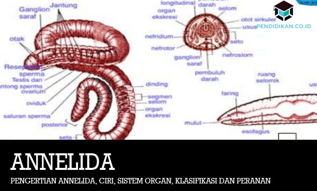 Pengertian Annelida, Ciri, Sistem Organ, Klasifikasi dan Peranan