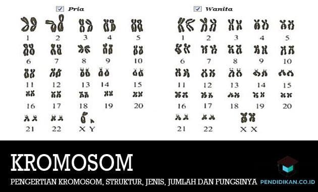 Pengertian Kromosom, Struktur, Jenis, Jumlah dan Fungsinya