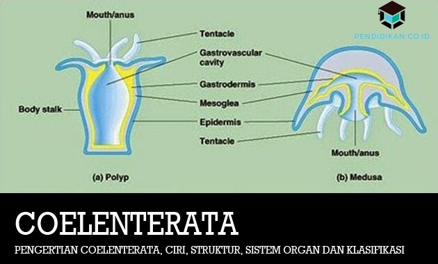 Pengertian Coelenterata, Ciri, Struktur, Sistem Organ dan Klasifikasi