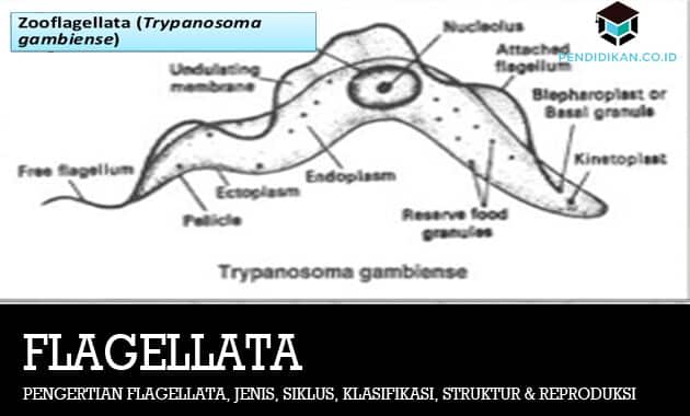 Pengertian Flagellata, Jenis, Siklus, Klasifikasi, Struktur & Reproduksi