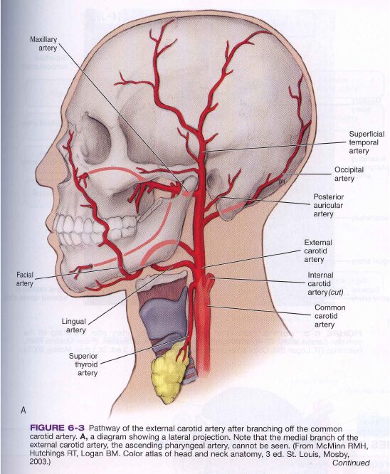 Arteri-Di-kepala