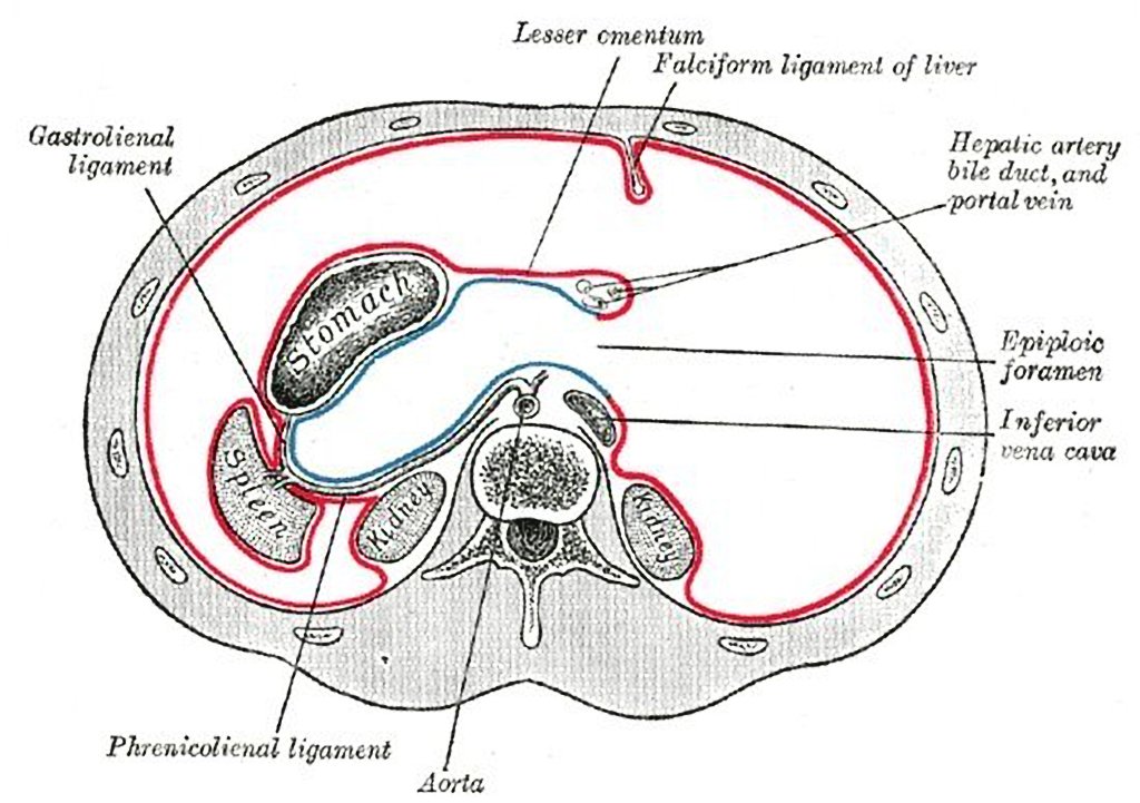 Ligament-peritoneal