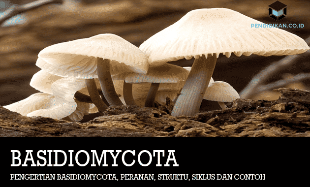 Salah satu jenis jamur yang hidup sprofit pada tanaman yang sudah mati adalah