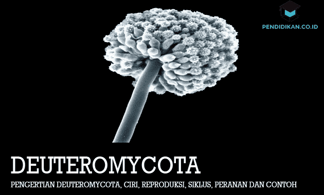 Pengertian-Deuteromycota