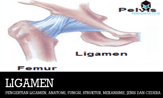 a csípőízület ligamentuma károsodása