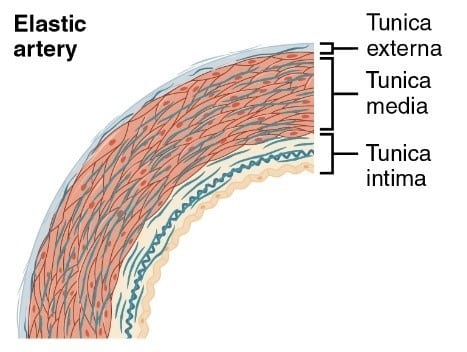 Struktur-Dan-Anatomi-Arteri