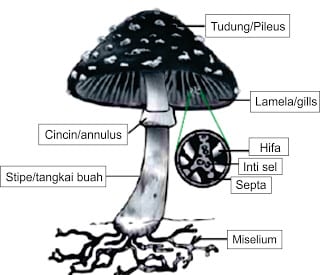 Struktur-Tubuh-Basidiomycota