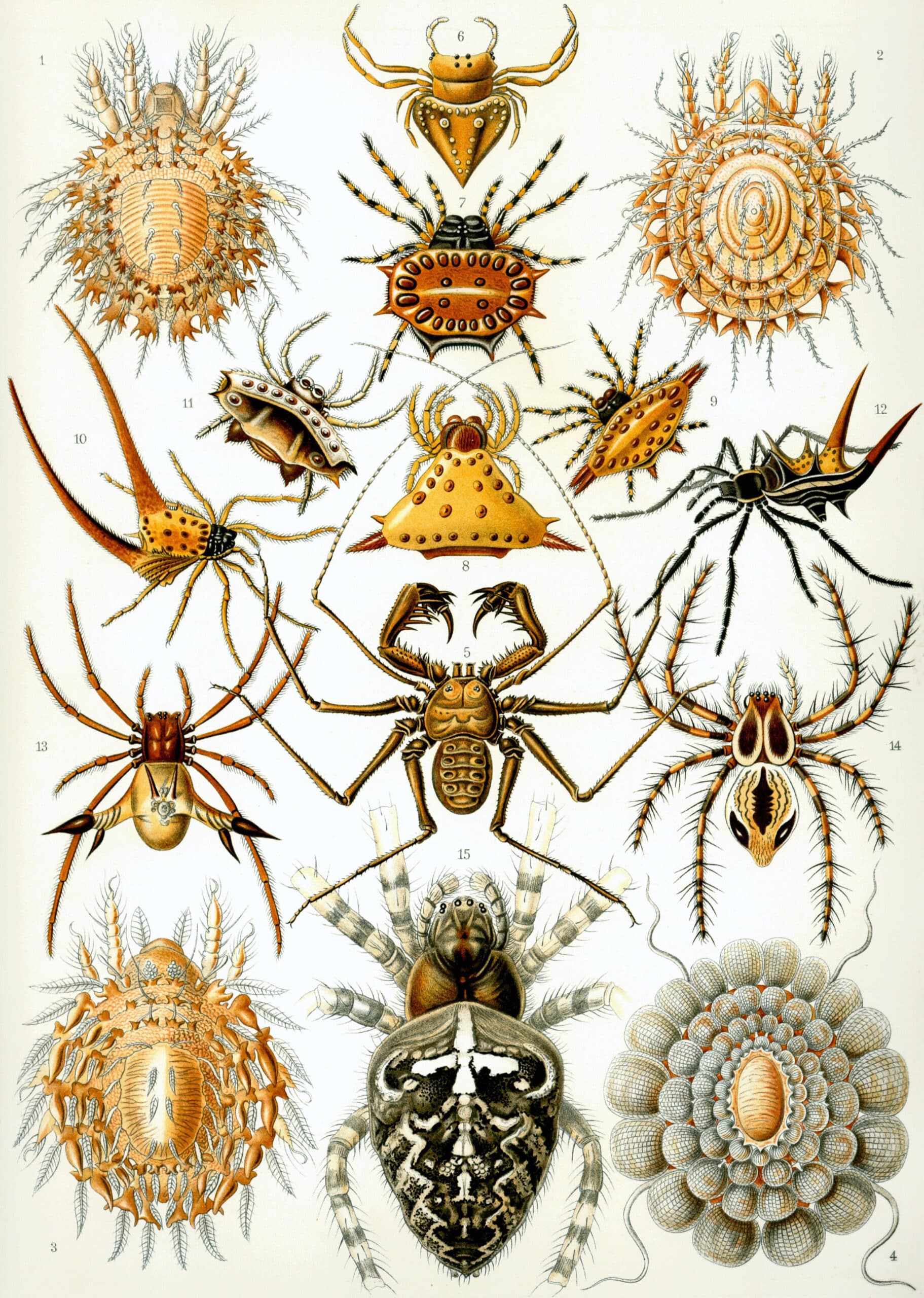 Arthropoda apa kelas pada sajakah pembagian ARTHROPODA