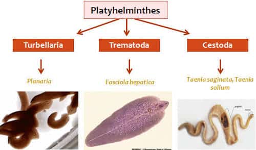 Klasifikasi Plathyhelminthes