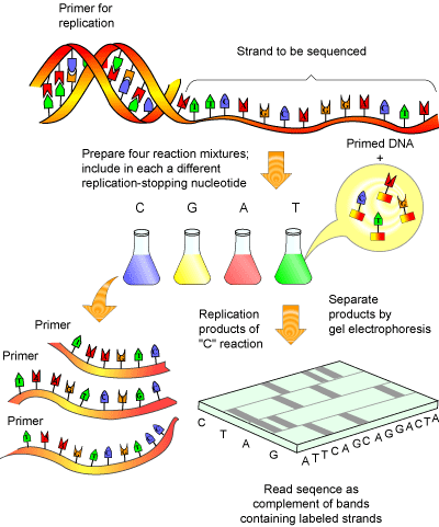 Sequensing-DNA