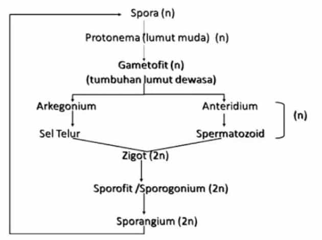 Skema-Metagenesis-Tumbuhan-Lumut