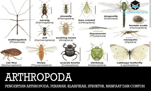 Yang kelas dari berikut bukan arthropoda ini adalah termasuk Arthropoda Adalah