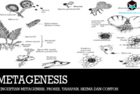 pengertian-metagenesis