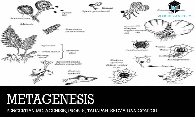 pengertian-metagenesis