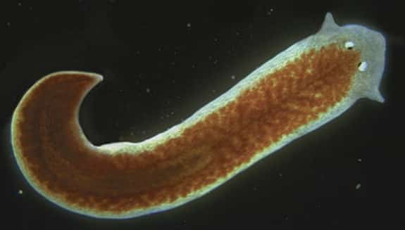 Platyhelminthes cestoda fajok Galandférgek Cestoda platyhelminthes