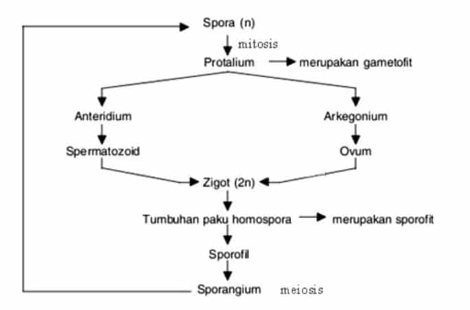 skema Metagenesis Tumbuhan Paku