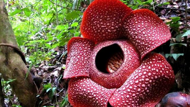 Bunga-Rafflesia-Arnoldi-dan-Inangnya