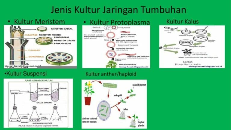 √ Pengertian Kultur Jaringan - Pendidikan.Co.Id